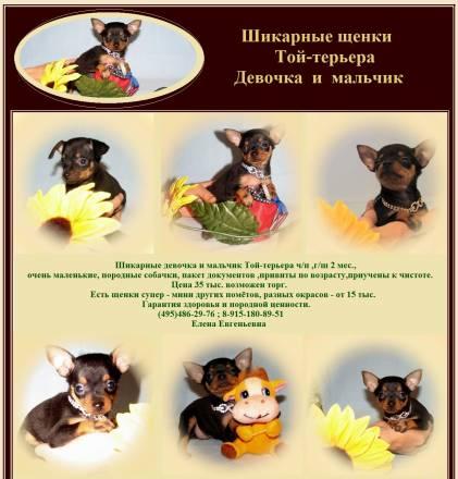 Мини щенки Той-терьера ( девочки) Москва