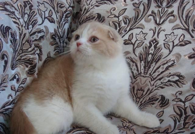 Шотландский вислоухий котенок Москва