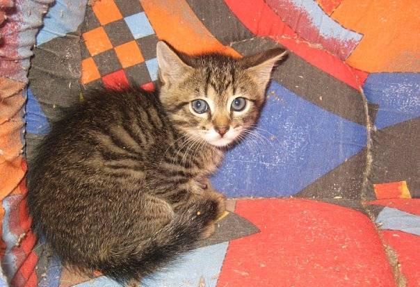 Котенок 1,5 месяца хочет домой Санкт-Петербург