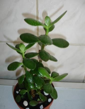 Денежное дерево 40см ввиду ремонта Москва