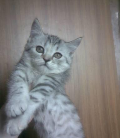 Кошечка скоттиш страйт с родословной,подрощенная Уфа