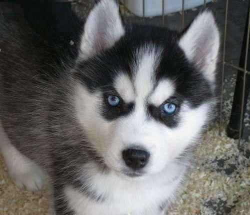 Щенки Сибирского хаски за Мурманск