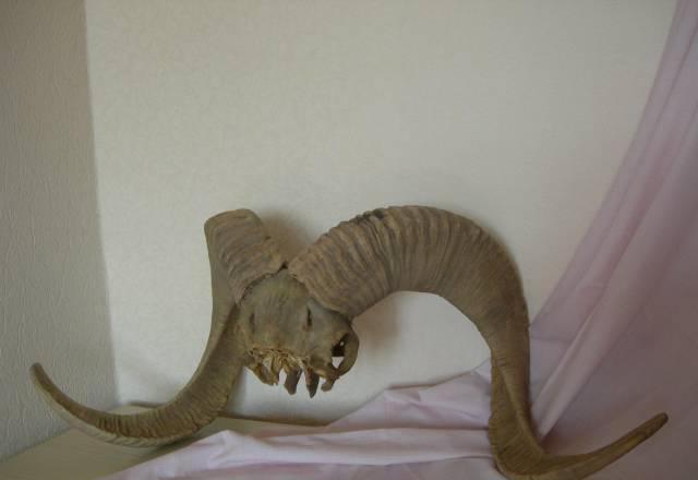 Рога памирского архара Москва