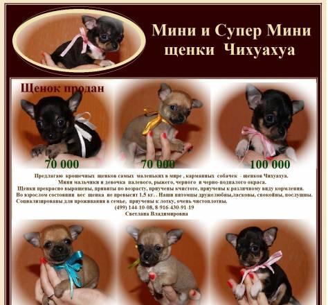 Продажа щенков Чихуахуа Москва