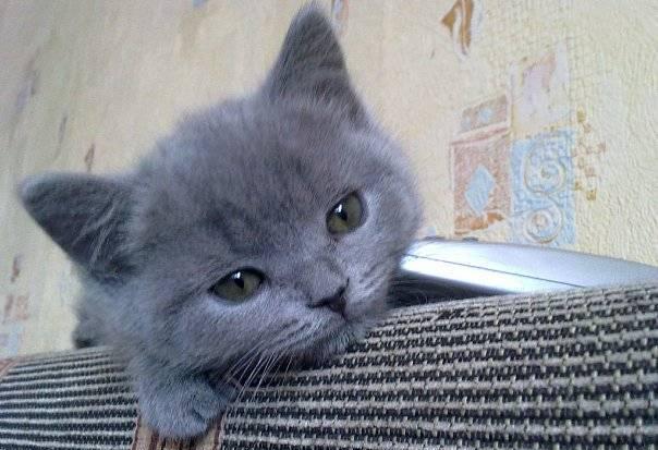 Британские котята Москва