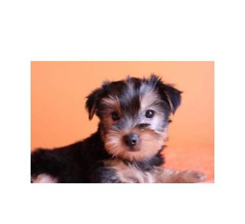 Yorkiebabies Москва
