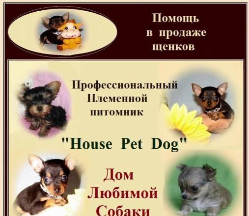 Актировка щенков декоративных пород .Помощь Москва