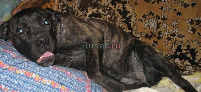 Девочка на условиях Ульяновск