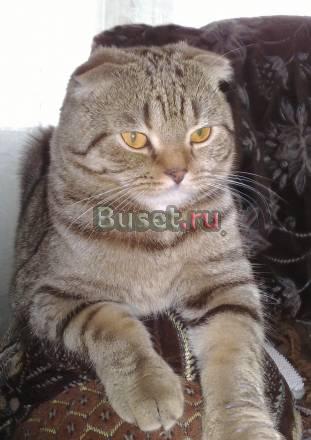 Кошки Ростов-на-Дону