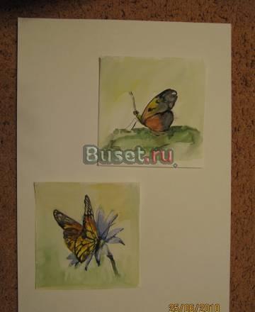 Бабочки Москва