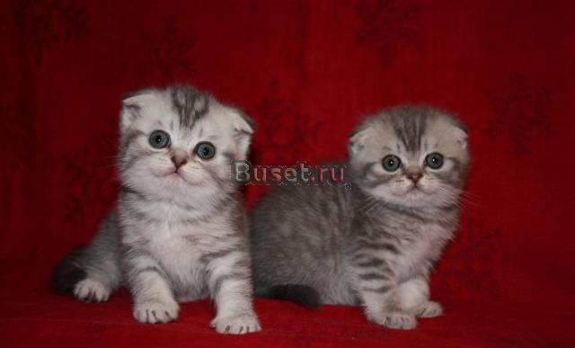 Британцы,шотландцы - вислоухие г.Ивантеевка Москва