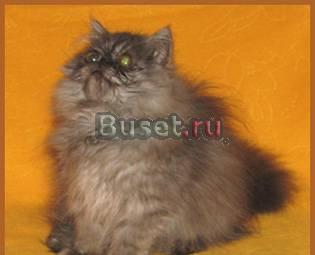 Чудо персидский котёнок (летнее предложение) Москва