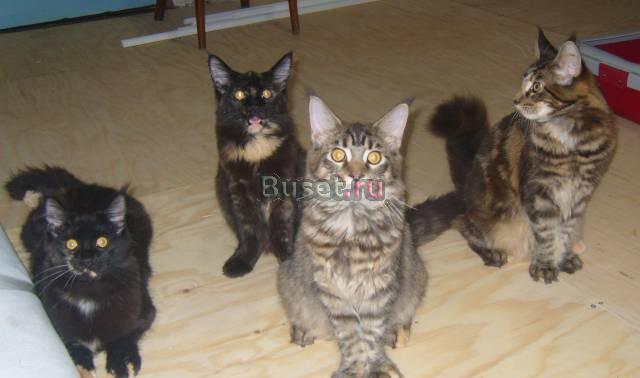 Продаются котята Мейн Кун с родословной Краснодар