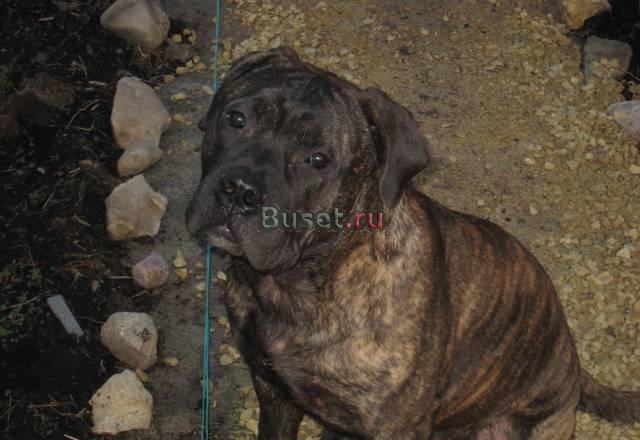 Bullmastiff Санкт-Петербург