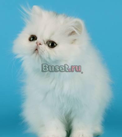 Очаровательные персидские котята Новосибирск