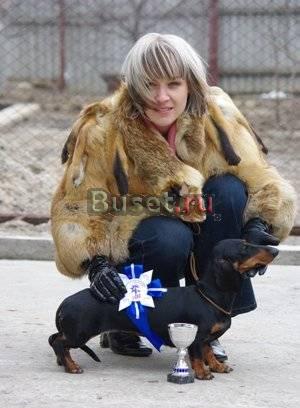 Щенки Такса Волгоград