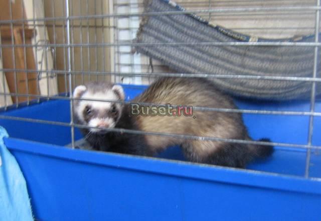 Продам хорька с клеткой Санкт-Петербург