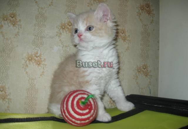 Селкирк-рекс, котята-овечки Новосибирск