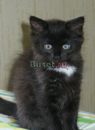 Кошечки в дар Жуковский