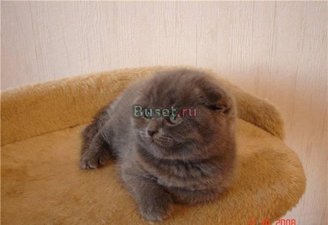 Плюшевые медвежата вислоухие и британские котята Москва
