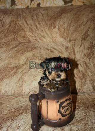Super Mini Yorkshire Санкт-Петербург