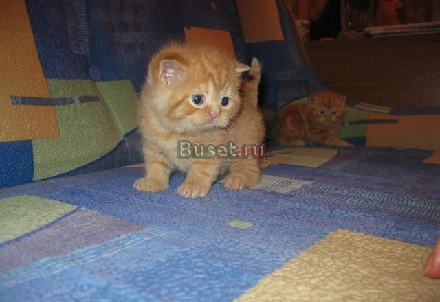 Британские плюшевые котята-медвежата Новосибирск