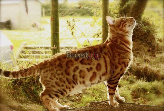 Ищете экзотических котятПожалуйста, свяжитесь со Тула