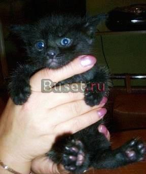 Маленький черный котенок ищет дом Санкт-Петербург