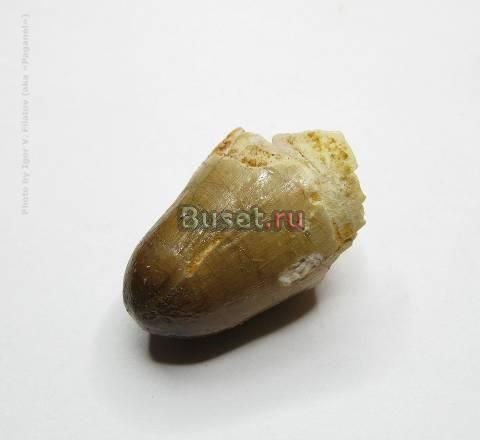 ОКАМЕННЕЛЫЕ ЗУБЫ // СПИНОЗАВРА // 2ШТ АЛЖИР   Москва