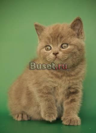 Британские котята Санкт-Петербург