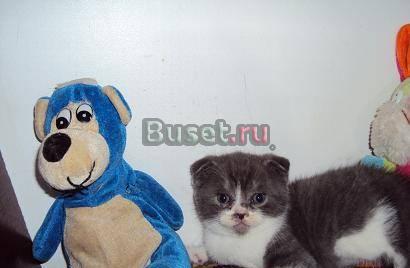 Котята Новочеркасск