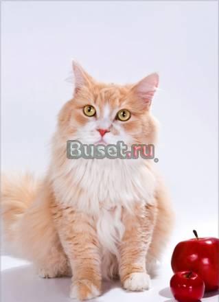 Отдам рыжего кота. Молодой, ласковый, добрый Санкт-Петербург