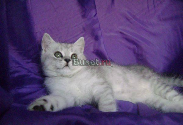 Британский котик. с документами. Отдаю Москва