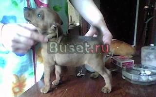 Очаровательный щенки той-терьера Череповец
