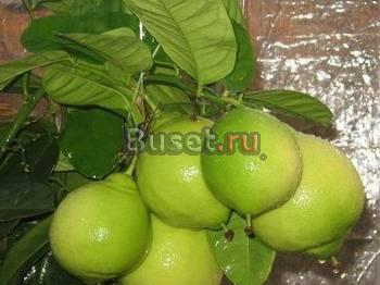 Растения"Цитрусовые Лимоны,Апельсины,мандарин" Ульяновск