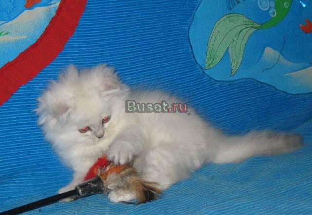 Британские котята длинношерстные (хайландер) окрас Санкт-Петербург