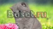 Выставка котят ВВЦ пав N 64 Москва