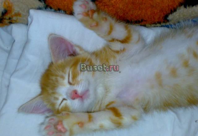 "Котенок в добрые руки" Москва
