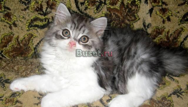 Шотландский котик -пушистое очарование Томми Москва