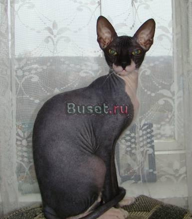 Котята донского сфинкса Орел