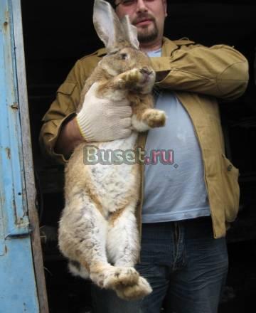 Продам Кроликов мясных пород Санкт-Петербург