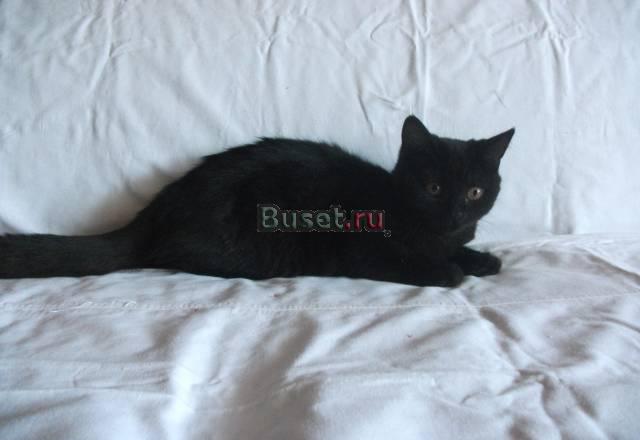 Котята шотландские страйт Саратов