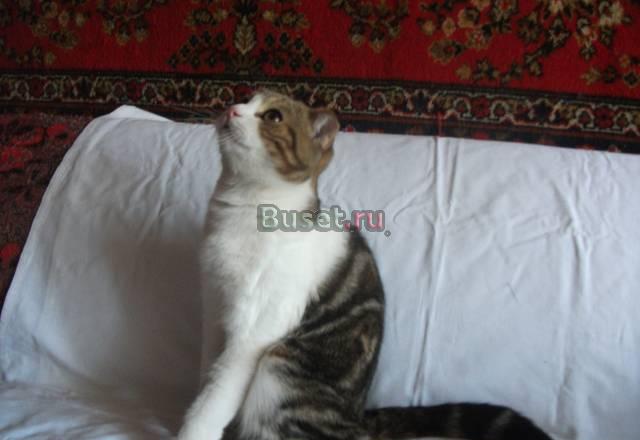 Шотландский вислоухий котик Саратов