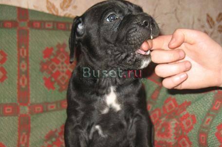 Щенки кане корсо Волгоград