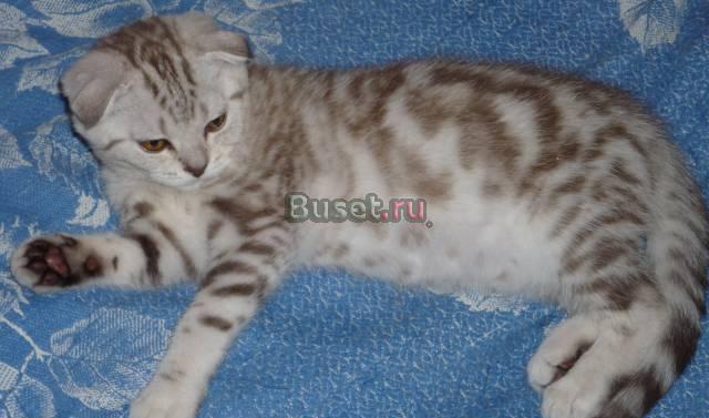 Кошка скоттиш фолд Санкт-Петербург