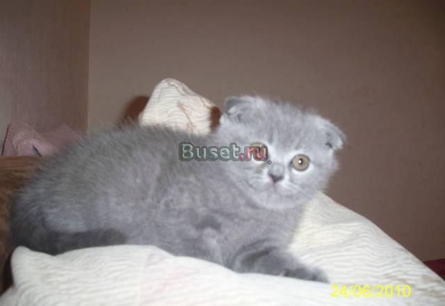 Шотландская вислоухая кошечка Челябинск
