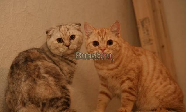 Вислоухие котятки редких мраморных окрасов Санкт-Петербург