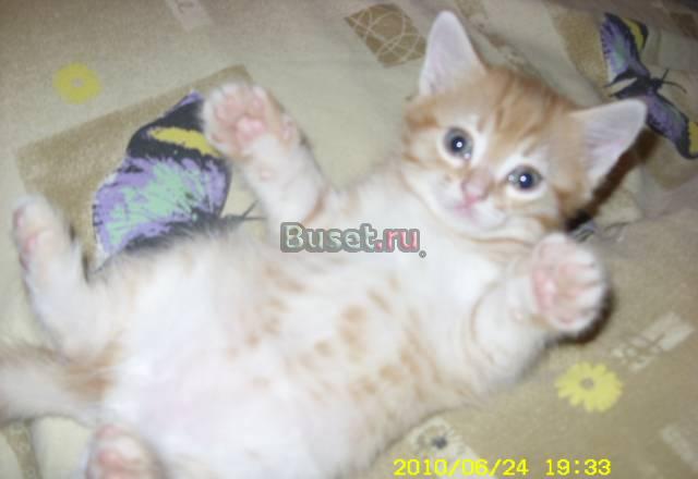Два рыженьких котика Екатеринбург