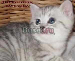 Британские(не страйты) котята вискас из питомника Москва