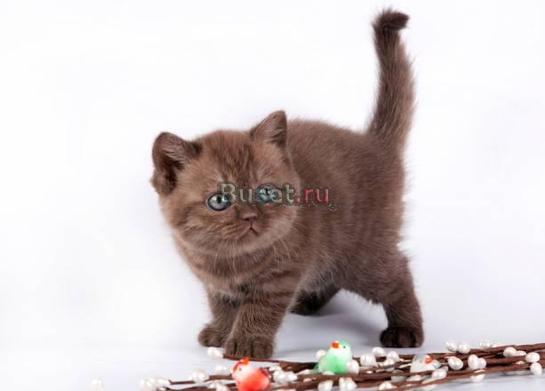 Шоколадная кошечка 4 мес Москва